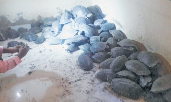 Over 300 freshwater turtles seized, four suspects held