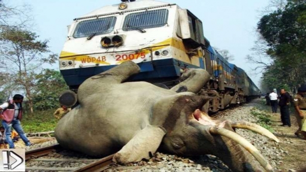 Tusker killed by running train in Bengal