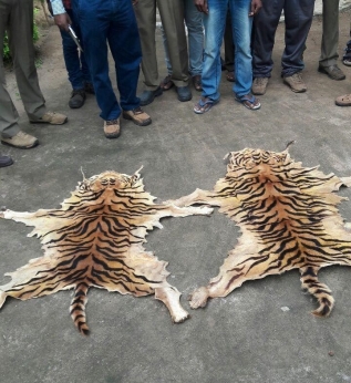 Tiger hides seized, trader held