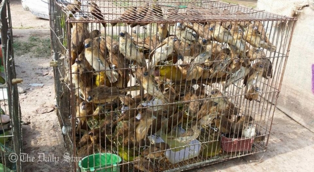 1,451 wild birds rescued in Feni