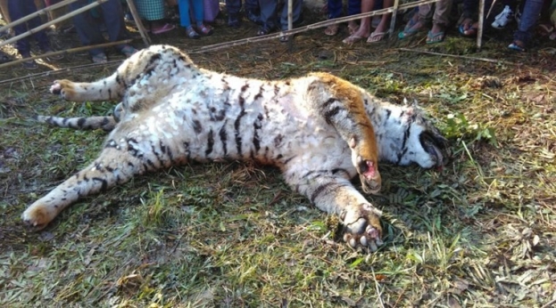 Orang National Park tigress poisoned to death in nearby village