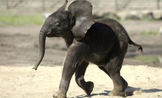 Magistrate, two prominent monks facing imminent arrest