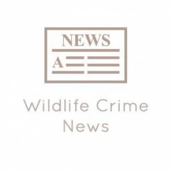 Huge Red Sanders haul seized off Mumbai coast