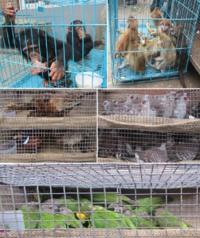 Wildlife Smugglers arrested from Kathmandu