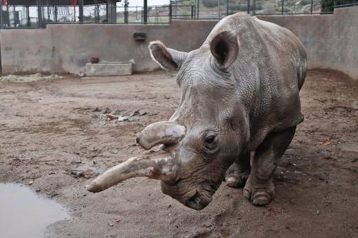 Only Three Northern White Rhinos Remain