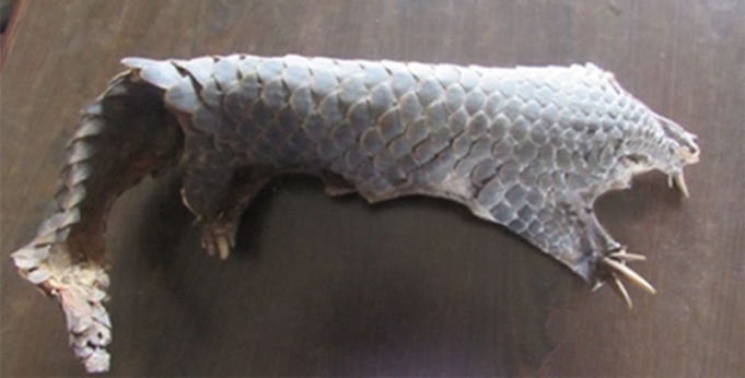Pangolin hide with scales seized, two held