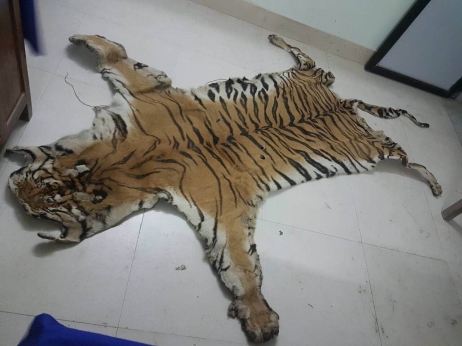 Man held with tiger’s hide
