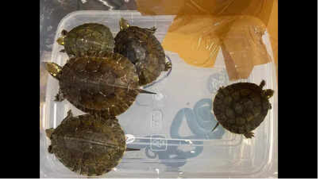 Flyer from Bangkok caught with rare reptiles in baggage