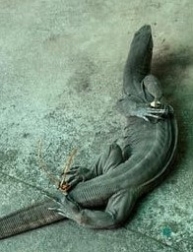 Illegal bushmeat trade alive and well in Krishnagiri’s Sikkarimedu village