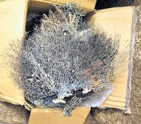 Marine wildlife articles seized from gems store in Bhubaneswar