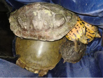 48 parakeets and seven turtles recovered from 2 trucks in Malegaon