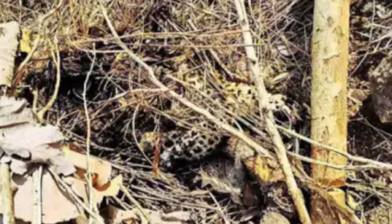 Leopard poached, body parts used in gambling