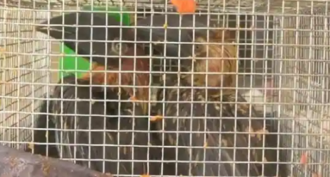 52 Indonesian wildlife species rescued near Assam-Mizoram border, 2 held