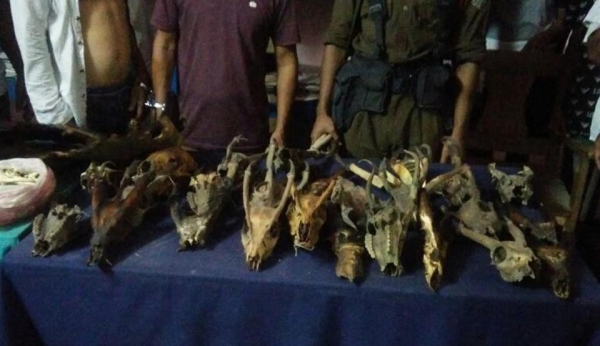 Huge haul of body parts of wild animals in Assam, 2 men detained