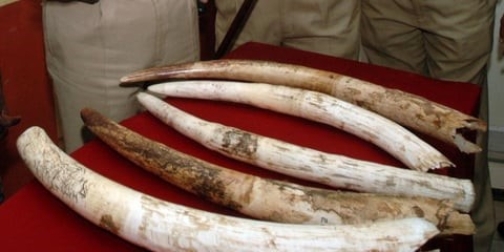 19 enthusiasts give up wildlife articles, as 90-day window opens