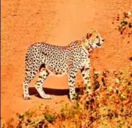 Poacher targeting Cheetah prey base inside Kuno national park arrested