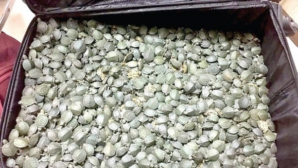 Officials seize 4,000 live baby tortoises at Chennai airport