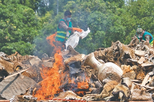 Over 4,000 valuable animal parts burned to ashes
