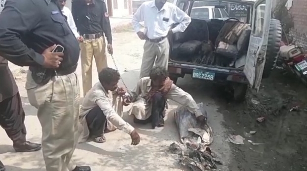 50kg tortoise meat meant for Chinese nationals seized in Khanewal