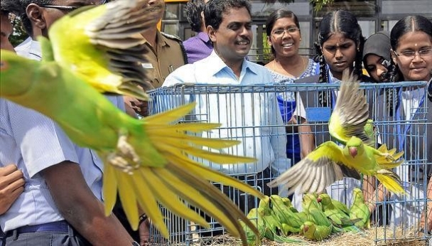 75 parakeets rescued