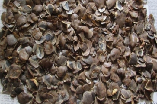 Two held in possession of Pangolin scales from Kathmandu