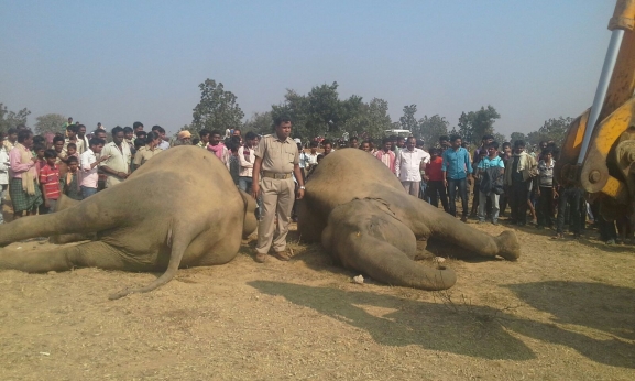 Two Odisha forest officials suspended for jumbo deaths