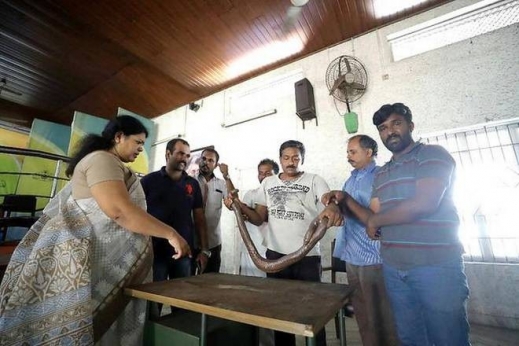 3 held for attempting to sell sand boa