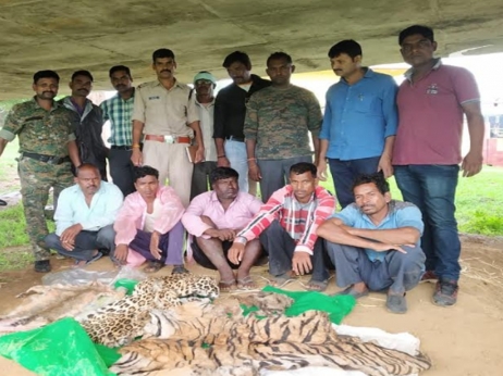 Tiger, leopard and jungle cat hides seized in Madya Pradesh, five held