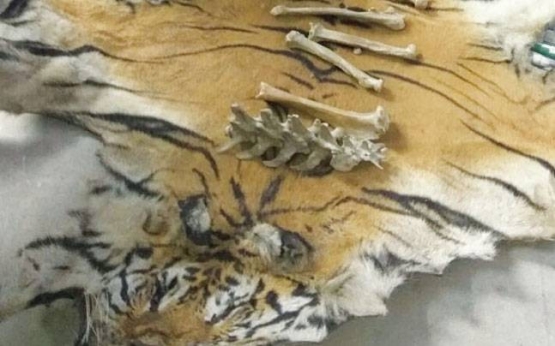 Bengal tiger skin, skeletal bones seized in Arunachal Pradesh