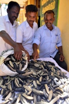 25 kg sea cucumbers seized, one held in Ramanathapuram