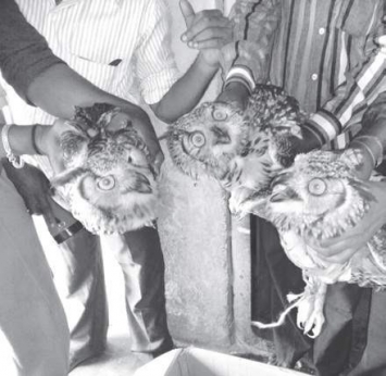 Forest police bust illegal owl trade in Karnataka's Belagavi