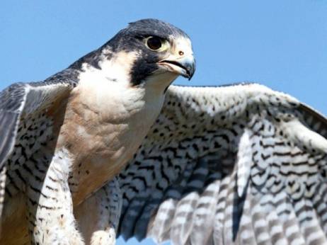 Caught mid-flight: 22 rare Saker falcons seized by wildlife officials
