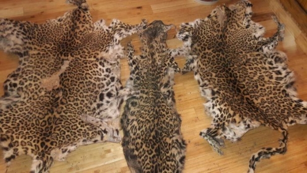 One sentenced on possession of leopard skin
