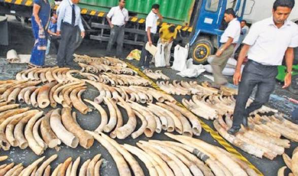 Query Over Blood Ivory Disposal