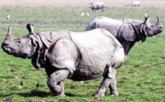 Poor governance leading to rhino poaching