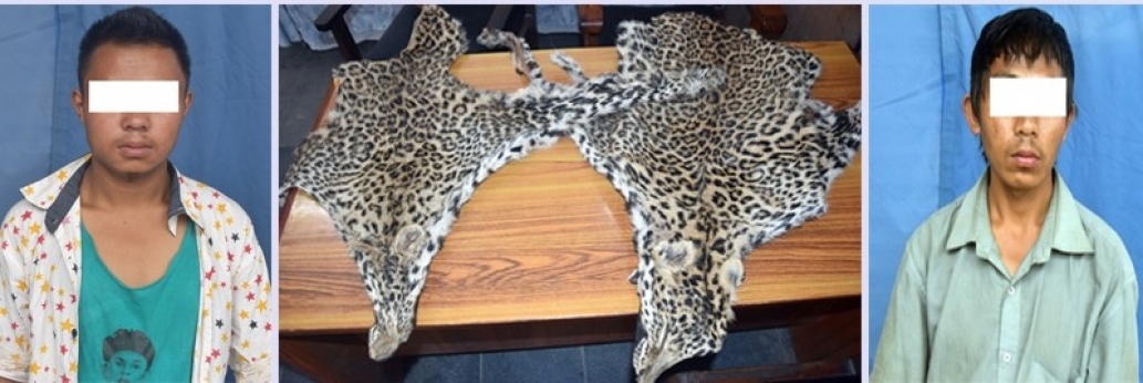 2 arrested for smuggling leopard hides in Capital