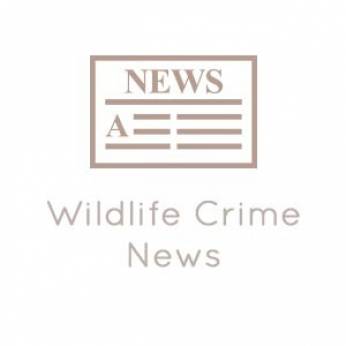 72 red sanders smugglers held, 77 logs worth Rs 1 crore seized